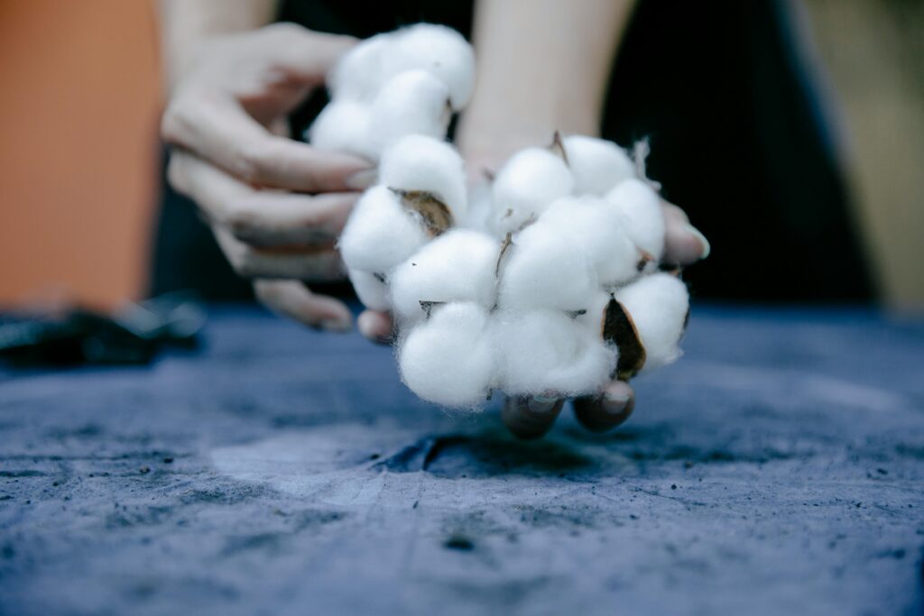 Close-up of hands gently holding fresh cotton bolls.