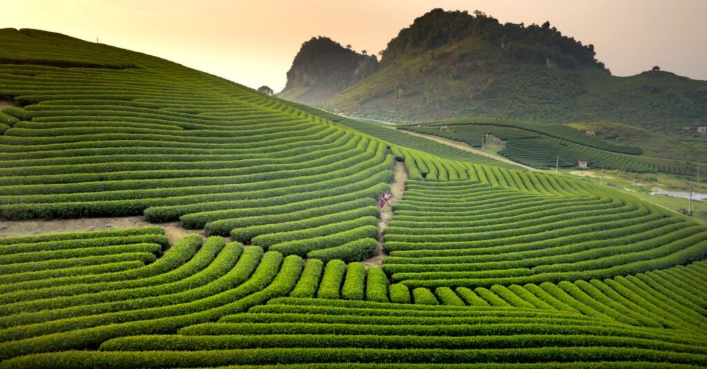 Lush green tea plantation fields under a warm sunrise sky, showcasing nature's beauty.