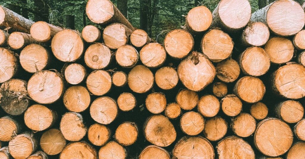 Stack of freshly cut pine logs in a forest near Garmisch-Partenkirchen, Germany.