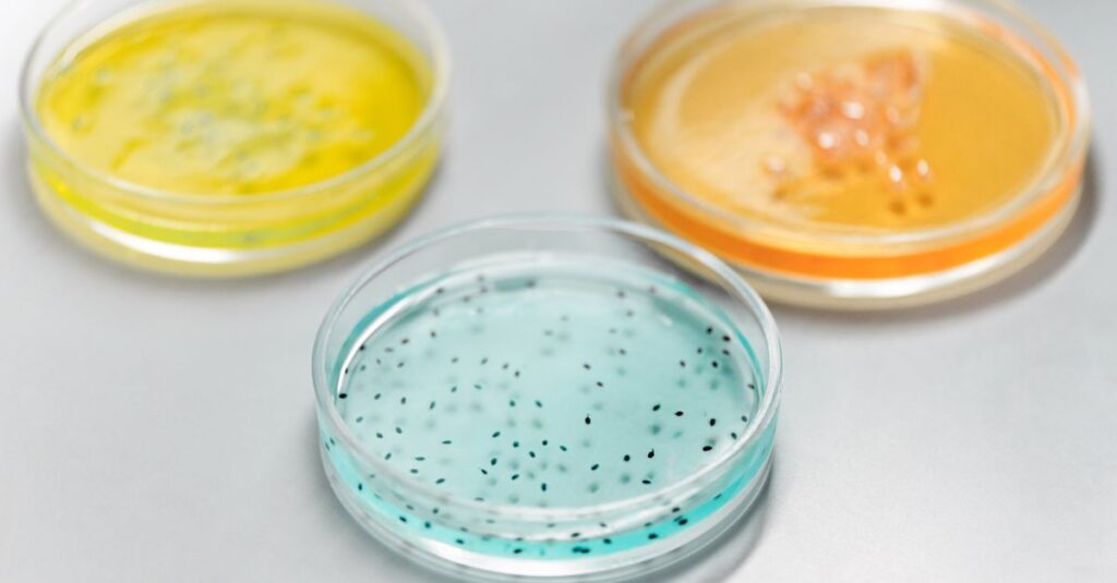 Close-up of colorful petri dishes used in a laboratory for scientific experiments.
