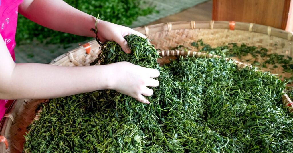 Hands sorting green tea leaves in a woven basket, showcasing traditional production methods.