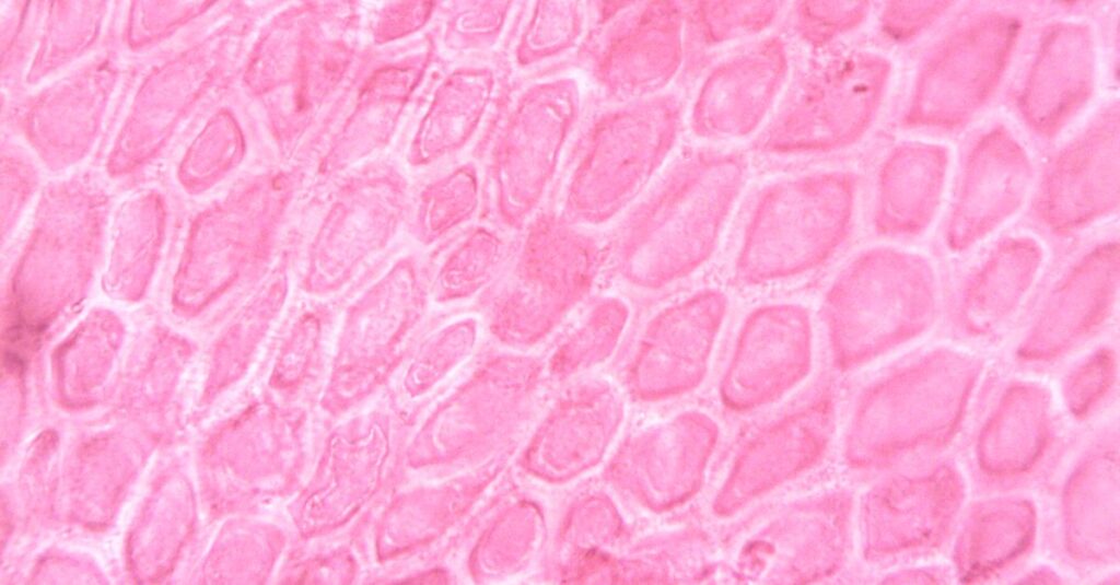 Detailed view of pink cell structures captured through a microscope lens enhancing cell pattern.
